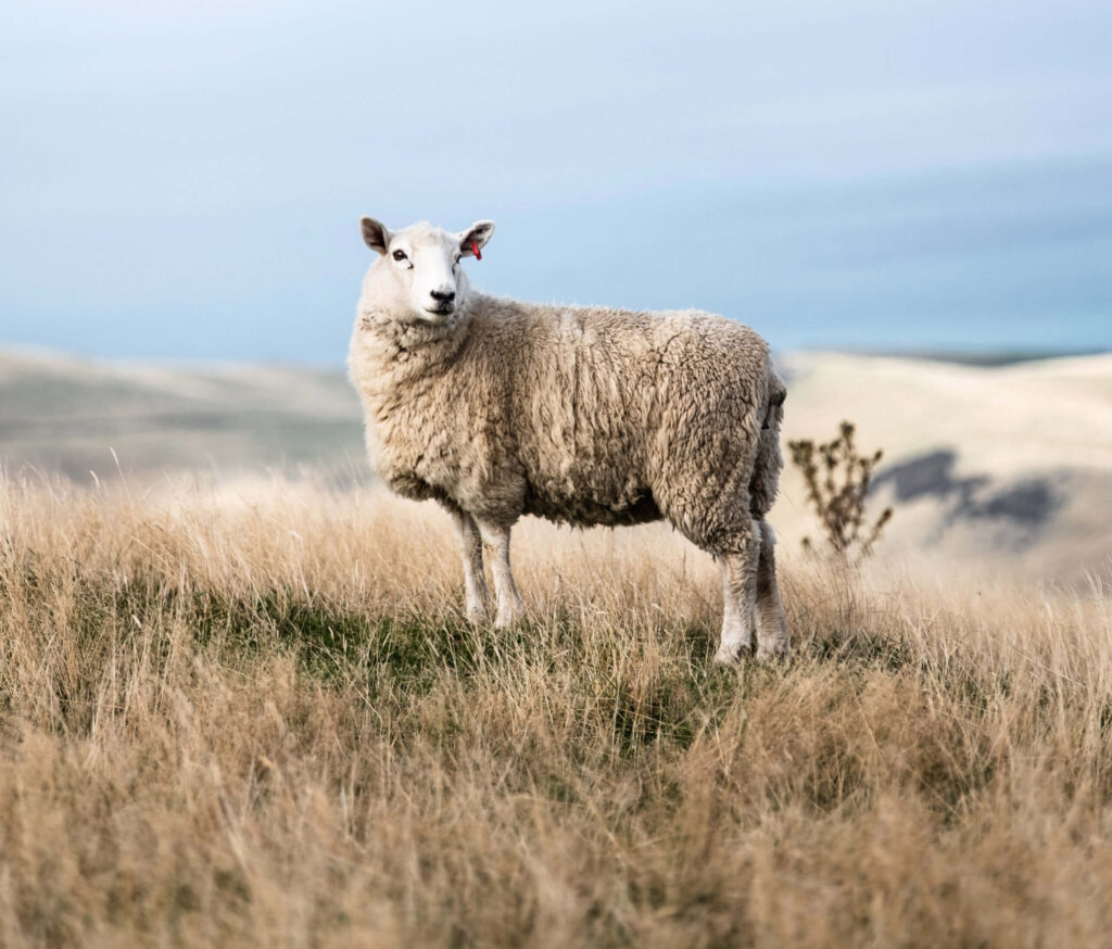 Sheep